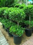 ficus-panda-plant