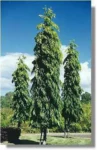 Polyalthia_longifolia