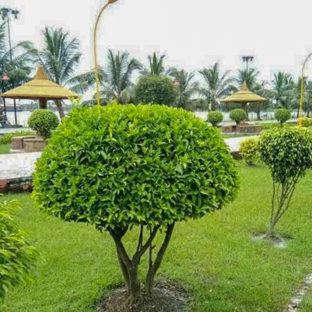 Panda ficus