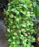 Money-Plant