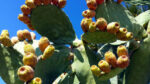 Cactus with ripe fig prickly fruits. A photo close up.