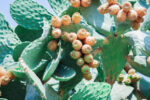 Cactus with ripe fig prickly fruits. A photo close up.
