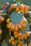 Cactus with ripe fig prickly fruits. A photo close up.