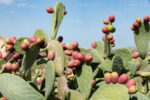 Cactus with ripe fig prickly fruits. A photo close up.