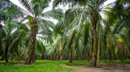Malaysian palm