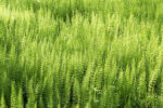 Horsetail in De Horsten estate in Wassenaar, Netherlands.