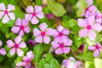 8532idea99Periwinkle_-_Catharanthus_roseus