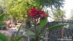 Laal champa
