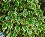 Star ficus