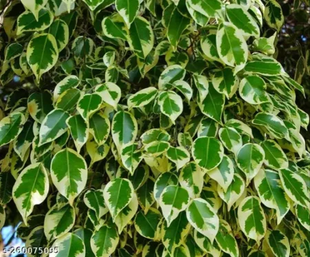 Star ficus