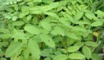 Indigofera_tinctoria1