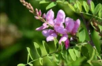 Indigofera_tinctoria1