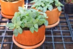 nerve-plant-mosaic-plant-fittonia-albivenis-fittonia-verschaffeltii-selective-focus-72396691
