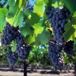 1850idea99grapes