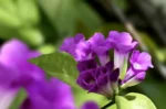 scientific-name-garlic-vine-mansoa-260nw-2359092035 (1)