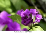 scientific-name-garlic-vine-mansoa-260nw-2359092035 (1)