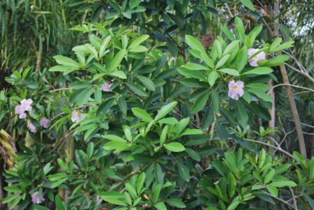 Taboobia