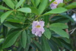 tabebuia-flowers-301