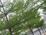 terminalia-metalika-500×500