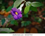 scientific-name-garlic-vine-mansoa-260nw-2359092035 (1)