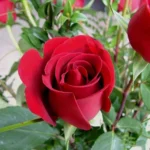 red-rose-plant-500×500