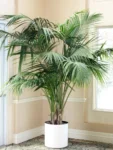 ArecaPalm
